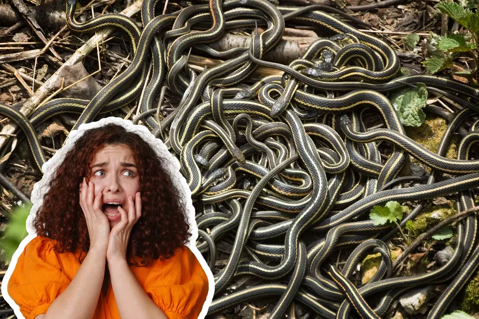 a woman is scared of garter snakes
