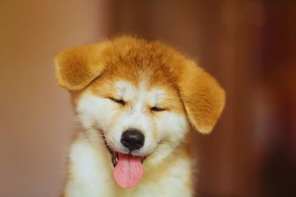 a smiling akita ina puppy
