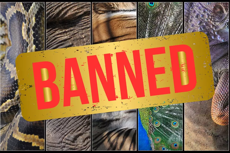 See Every Animal That Is BANNED In All Of Montana
