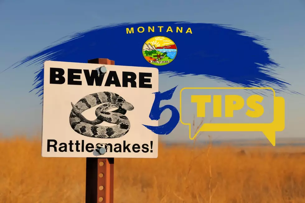 5 Tips On How To Avoid Rattlesnakes In Montana