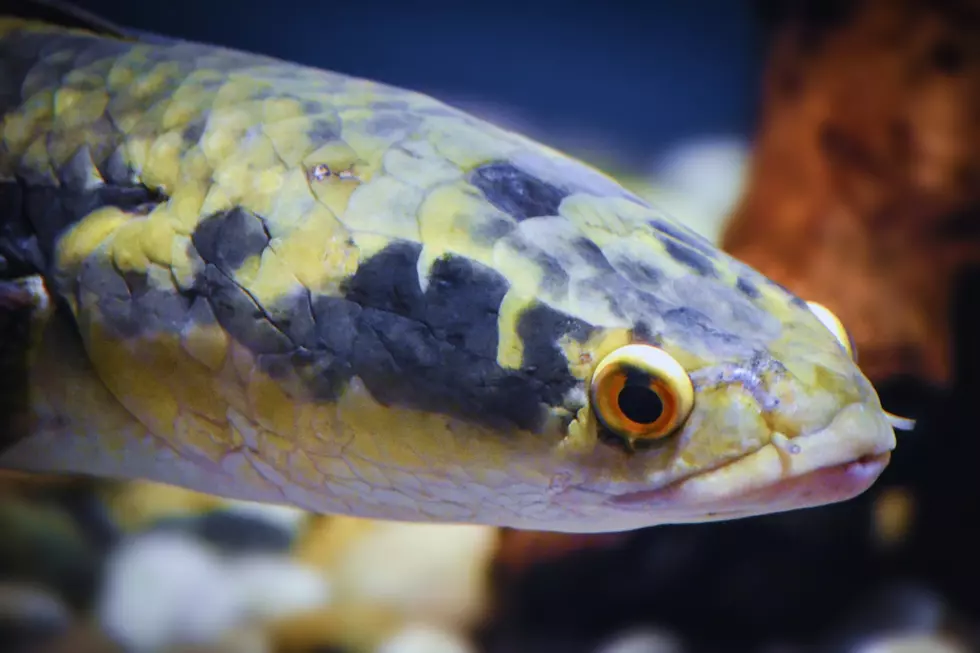 If You See This Nightmare Fish In Montana, Kill It Immediately