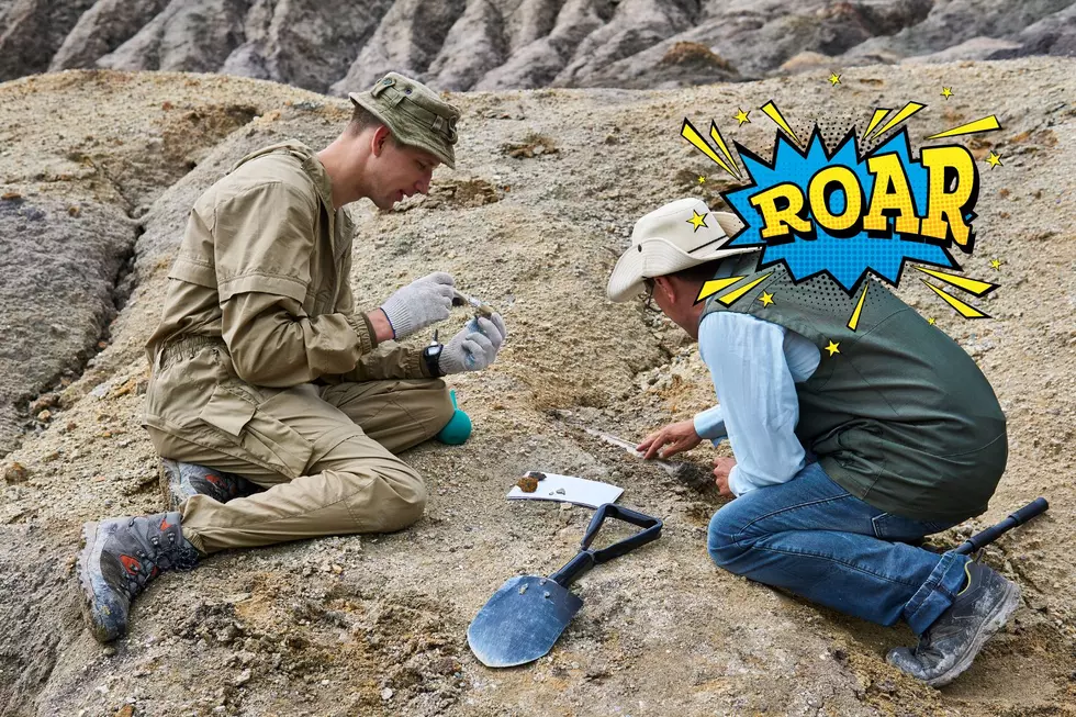 A Massive New Dinosaur Has Been Found In Montana