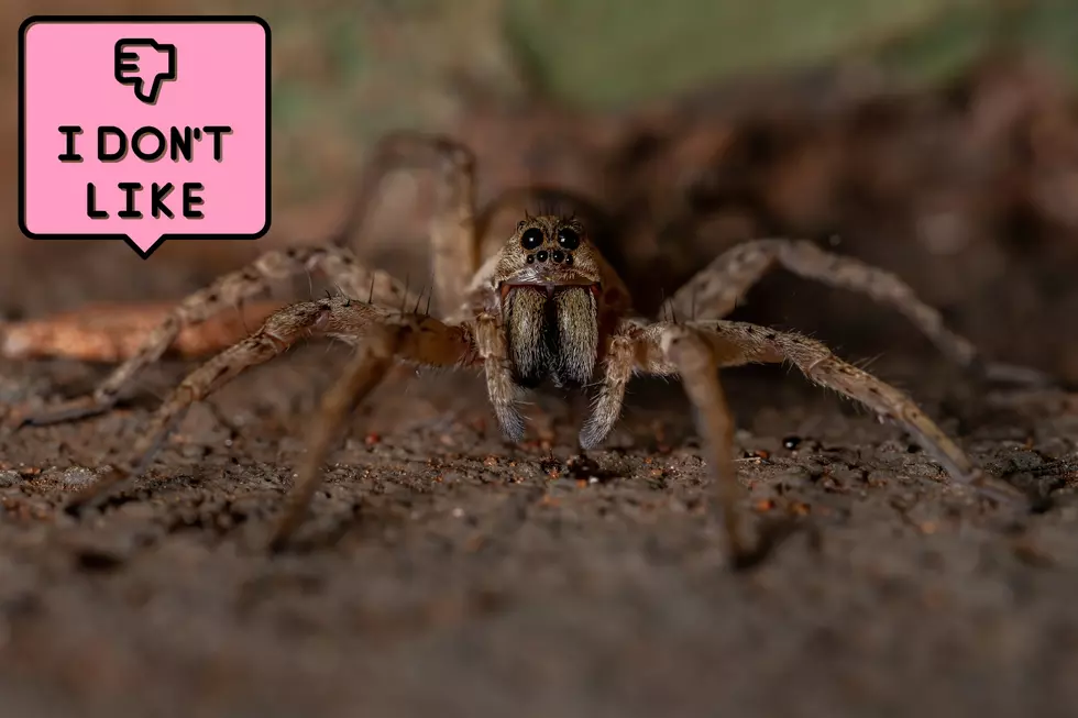 A wolf spider on the ground with a graphic showing a thumbs down and the text "I don't like it"