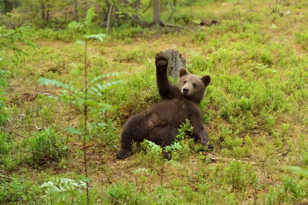 A bear cub falls but the timing of the camera shot makes it look like he's dancing