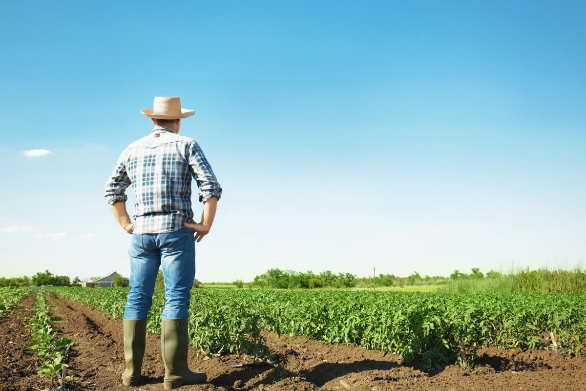 The Surprising Number One Crop Grown In Montana