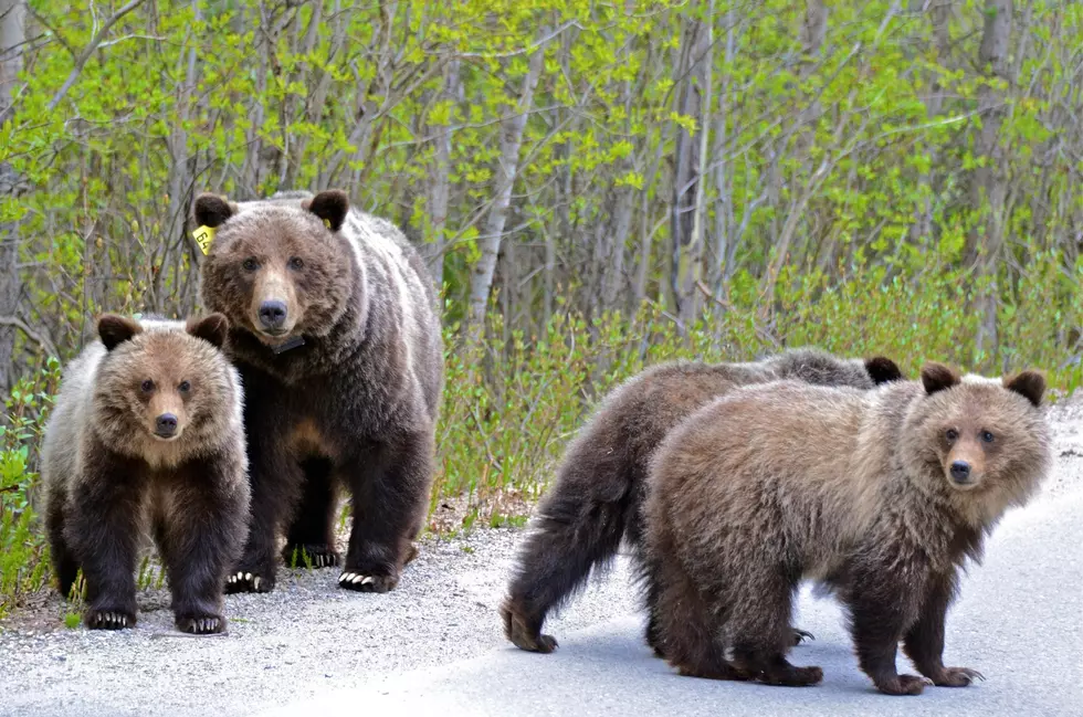 A female grizzly with her 3 cubs