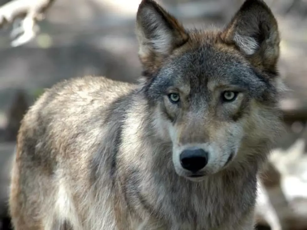 Wolves taking livestock in Teton County