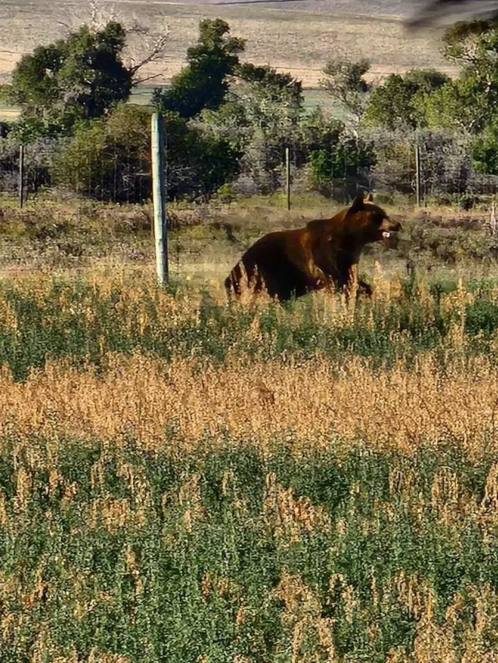 BEAR STILL ON LOOSE IN CHOTEAU