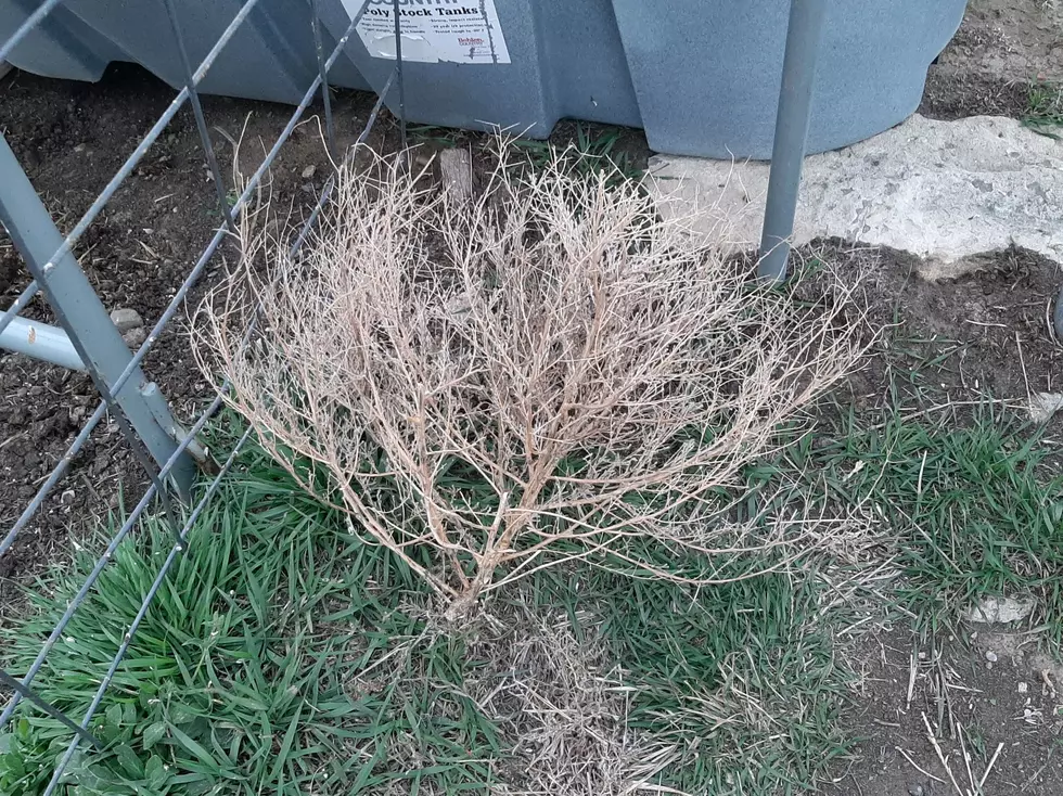 The annual Tumbleweed Season has officially started
