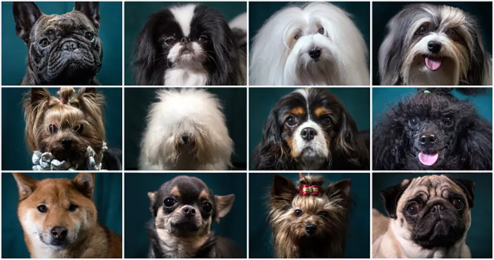 Top dog names for 2022.  Did your dog make the list?
