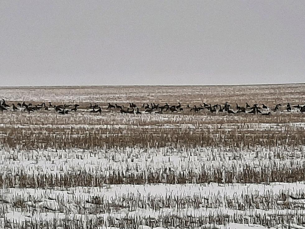 Montana Farmers Trying New Cover Crop, Flown In From Canada