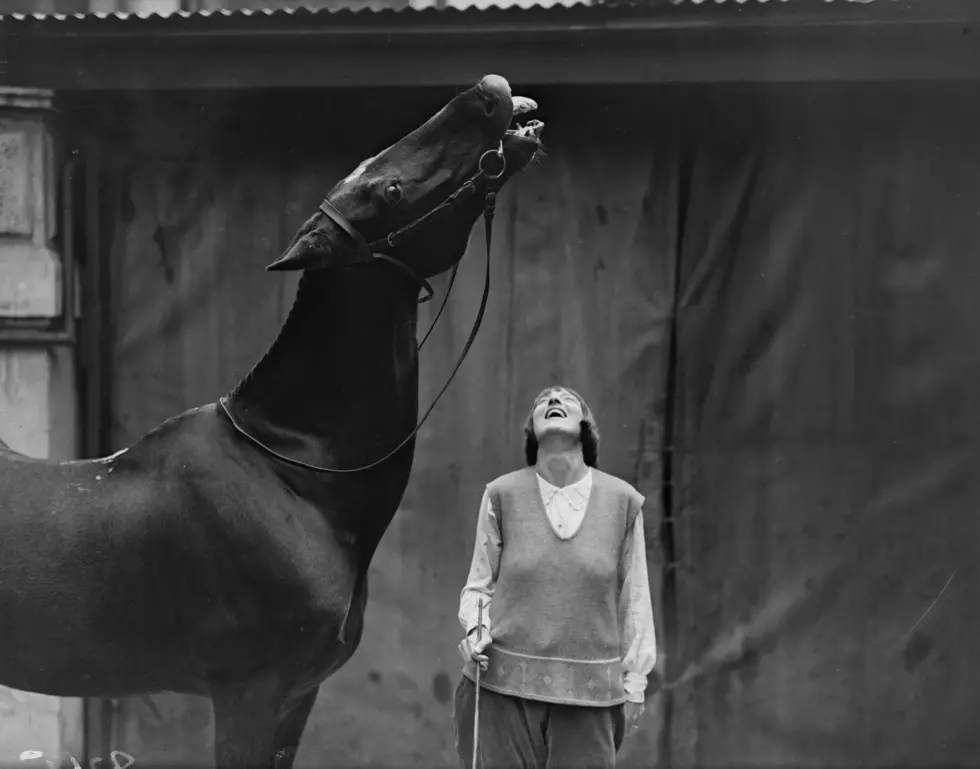 Laughing Horse