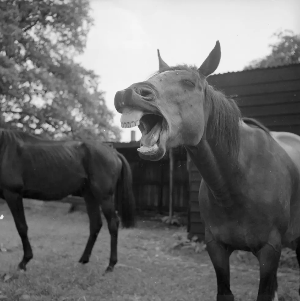 Whinnying Horse