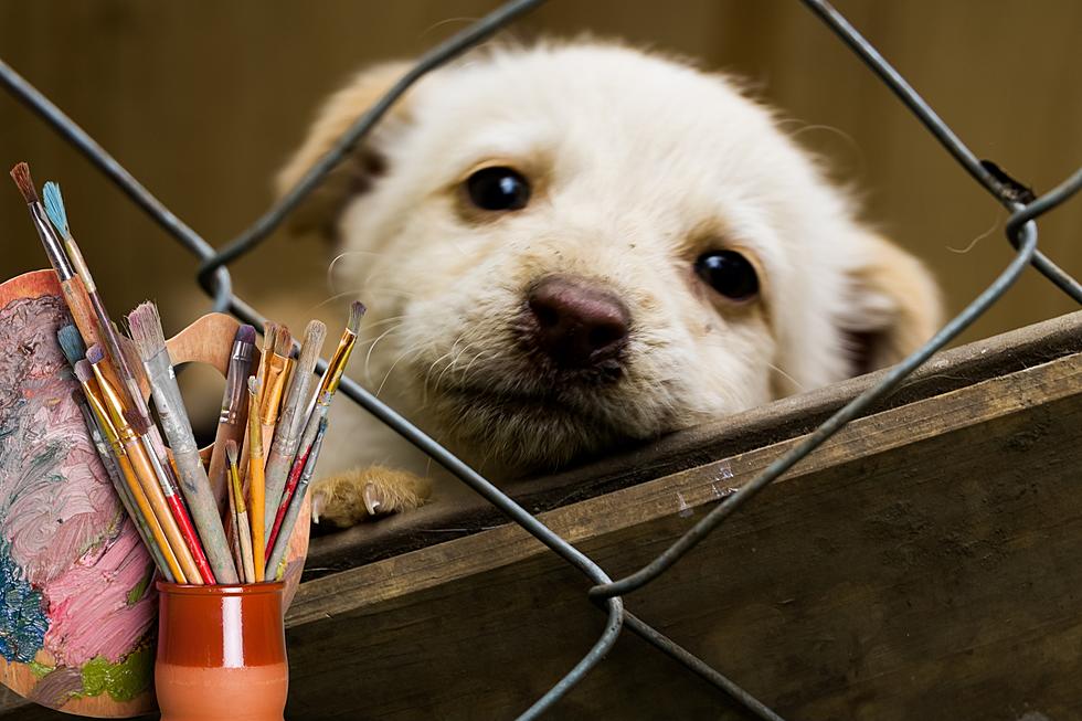 Unleash Creativity: Kids&#8217; Art Contest For Homeless Pets At Great Falls