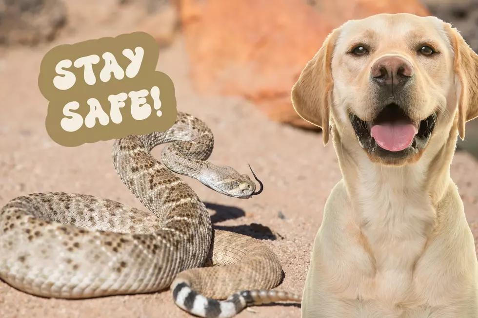 How To Protect Your Dog From Rattlesnakes This Summer