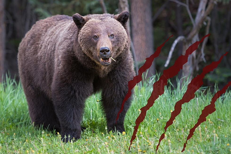Jaw-dropping Grizzly Bear Encounter Near Wolf Creek