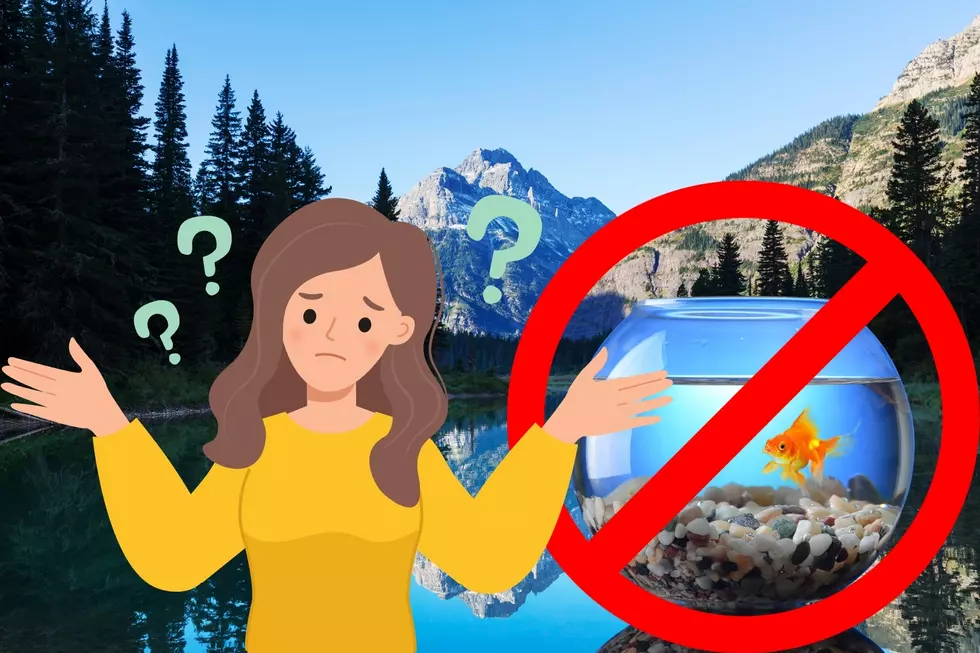 People Are Putting Aquarium Fish In Montana Waters