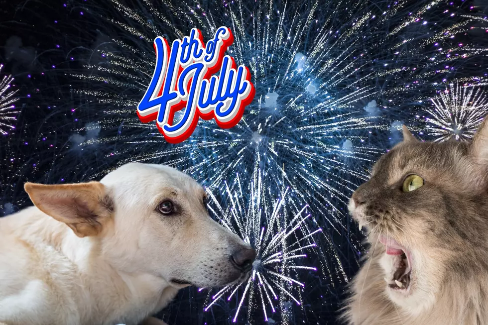 How To Keep Your Pets From Freaking Out During Fireworks
