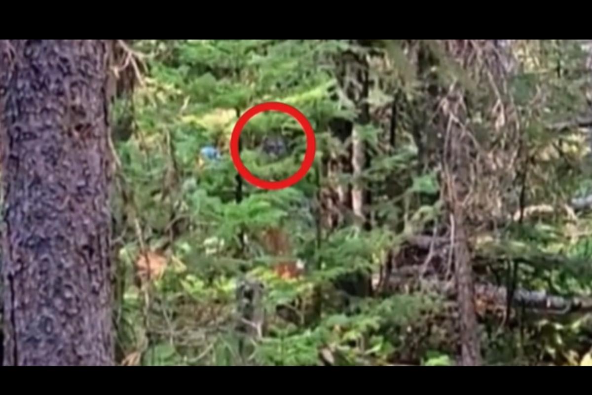 Strange Figure Spotted in Montana Wilderness