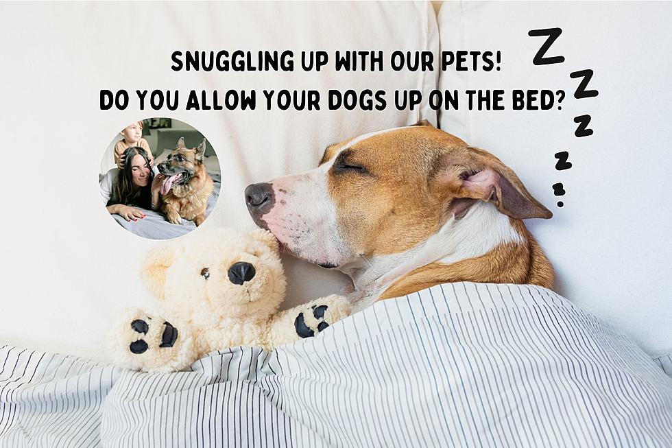 Snuggle Buddies &#8211; 10 Dogs That Will Keep You Warm!