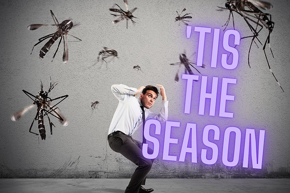 Get Your Bug Repellent Ready, These Pesky Bugs Are Set t Return