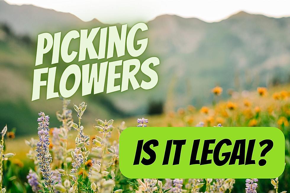 Picking Pretty Flowers Might Get You a Pretty Fine in Montana