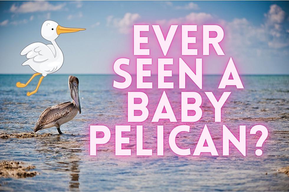 Pelicans In Montana:  How to Get the Best View