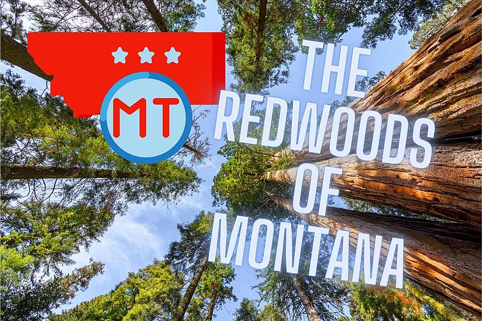 Redwoods In Montana?  There’s A Forest for That!