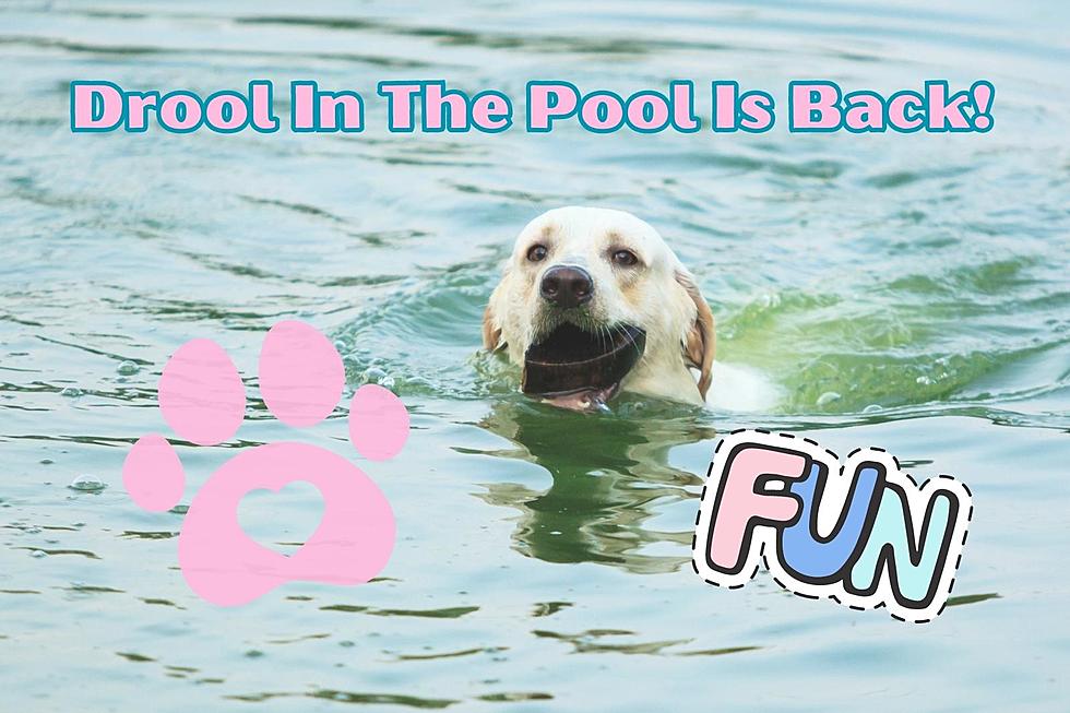 Great Falls Canine Aquatic Extravaganza Returns: “Drool in the Pool”