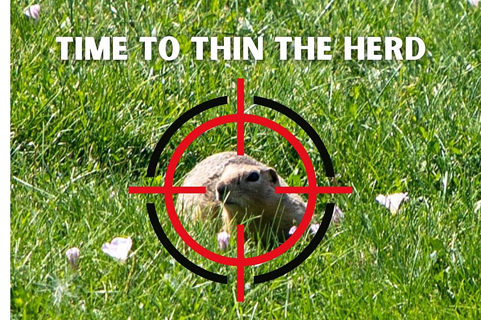 It’s Time to Thin the Herd: Ground Squirrels in Great Falls