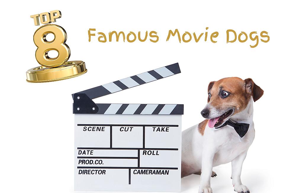 8 Famous Movie Dogs in a Supporting Role.