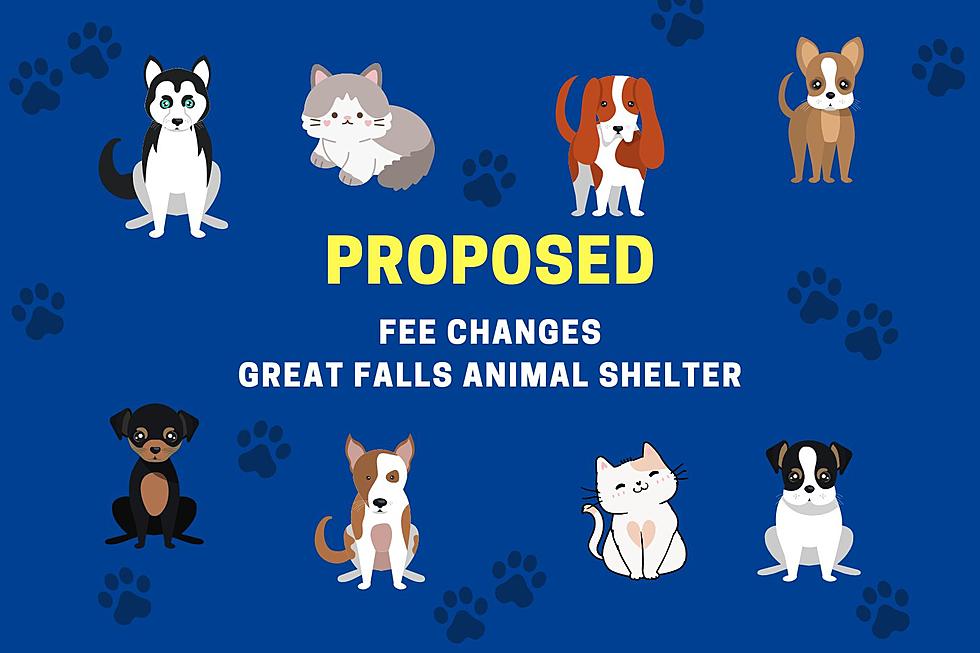 Pet Licensing In Great Fall May Change, Here's The Proposal