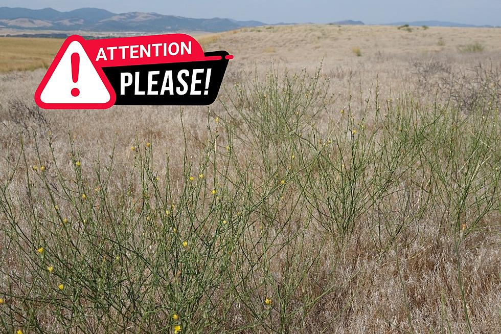 Rush Skeletonweed Found Lurking In Lewis and Clark County