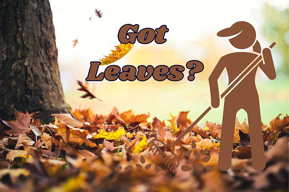 Got Leaves? Details About The Leaf Pickup Program In Great Falls