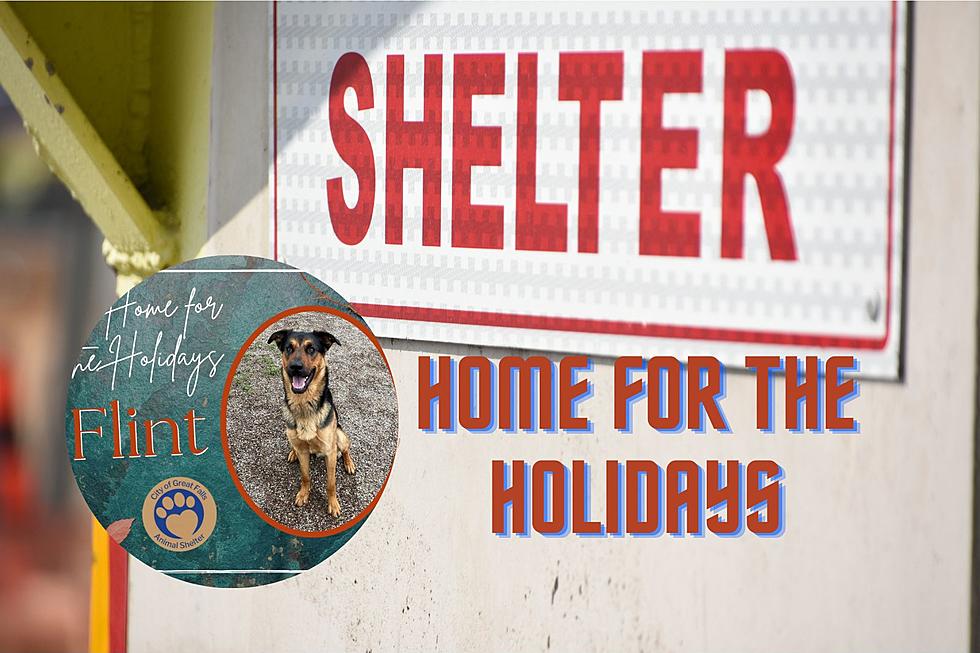 Featured Fido &#8211; Help the Great Falls Animal Shelter This Holiday