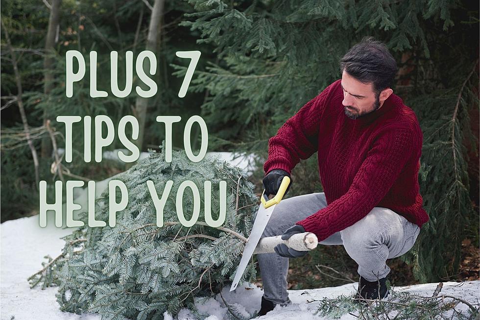 Cutting Your Own Christmas Tree in Montana - The How To