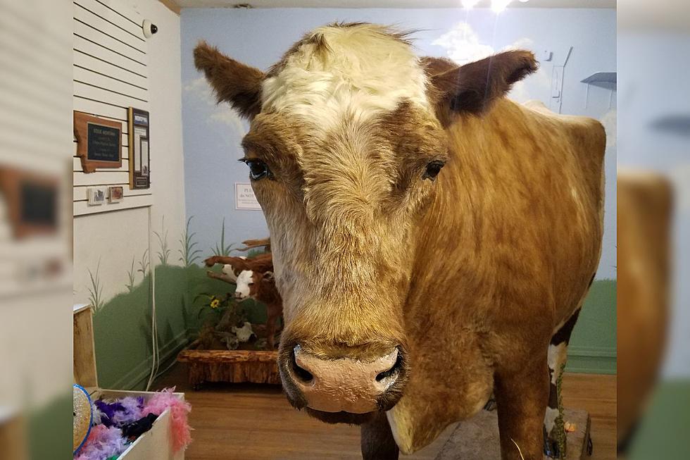Turns Out The World’s Largest Steer Called Montana Home