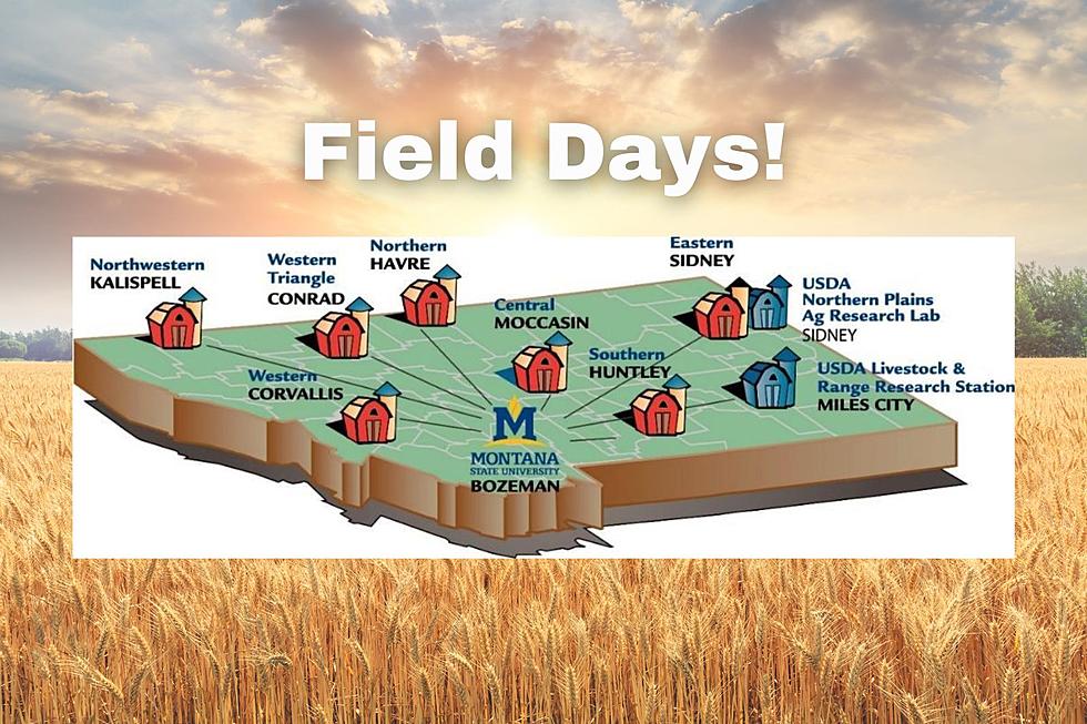 Experience The Best Of Montana Agriculture At MSU’s Annual Field Days