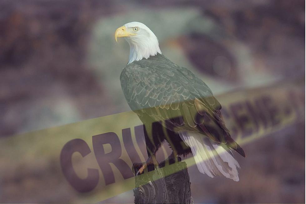 Washington Man Accused Of Killing Eagles On Montana Reservation