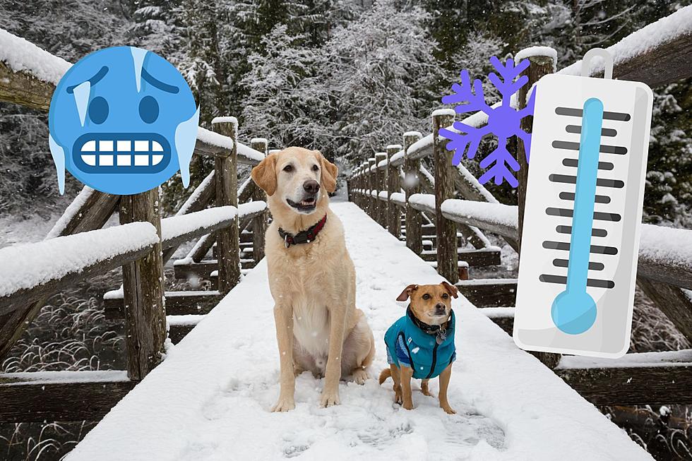 How Cold Is Too Cold For Our Furry Friends In Montana?