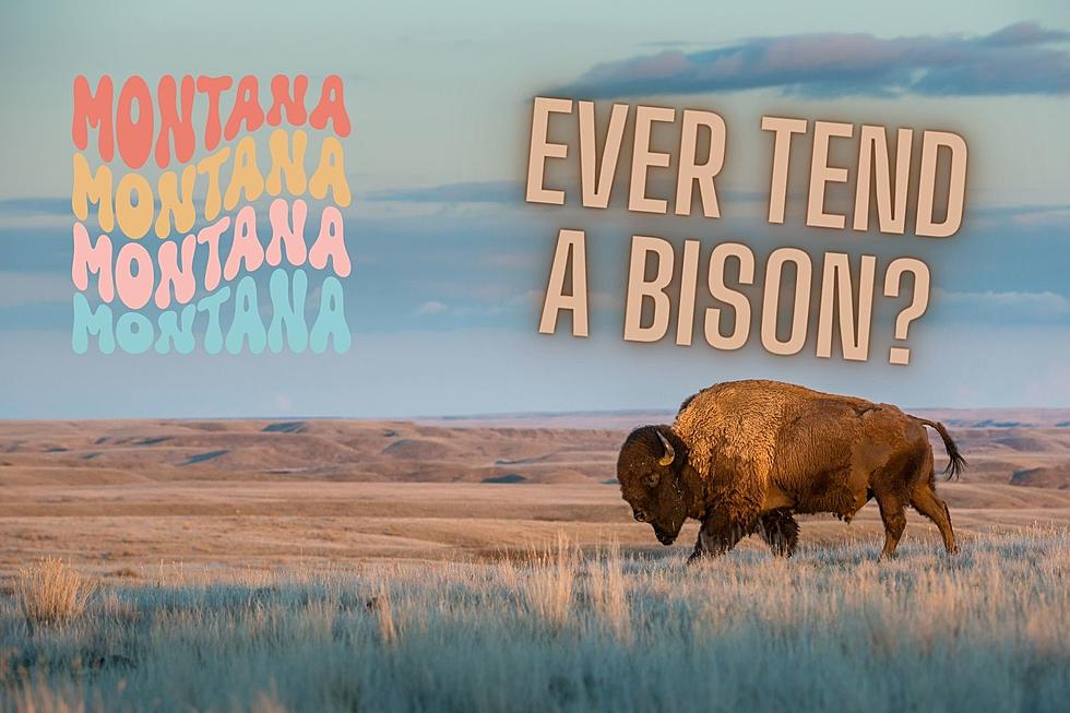 Ever Wanted a Close-Up Experience with Bison in Montana?
