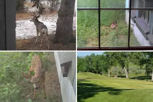 Is Bambi An Enormous Problem in Great Falls Neighborhoods?