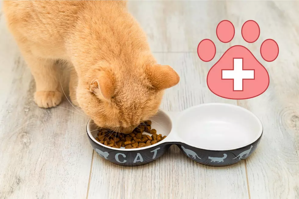 Keeping our Cats Happy – Is This Diet Right for Felines?