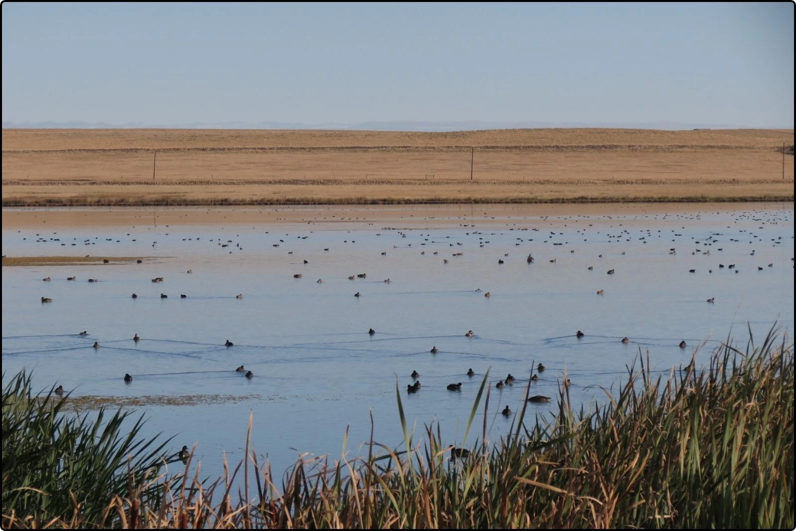 Montana Fish, Wildlife and Parks Region 4 via Facebook