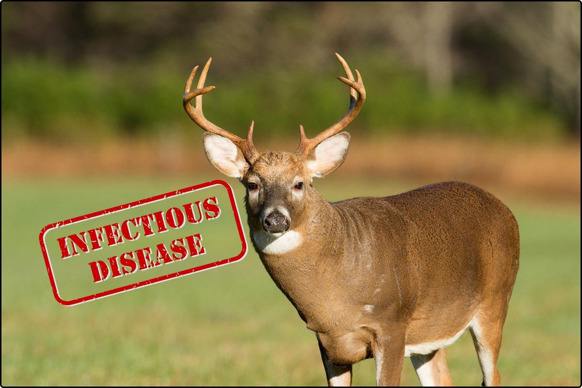 How To Identify Chronic Wasting Disease In Montana's Wildlife