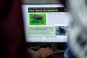 MT Department of Livestock Issues Emergency Order for Screwworm