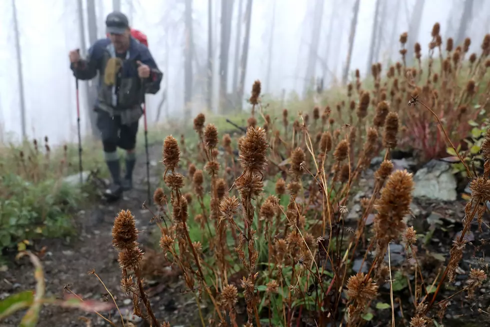 Glacier's Highline Trail Is Open And Here's What To Expect