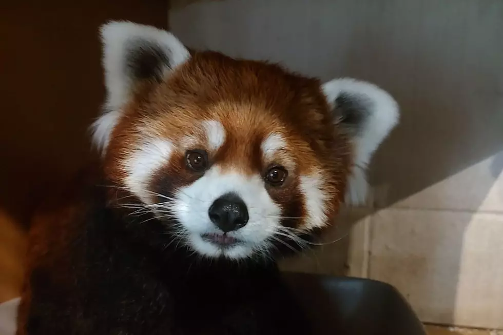 Cuteness Overload at ZooMontana with New Red Panda Cubs