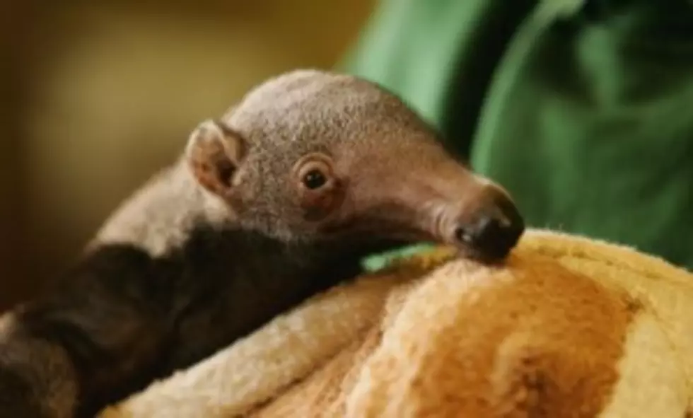 National Zoo Need Help Naming Anteater