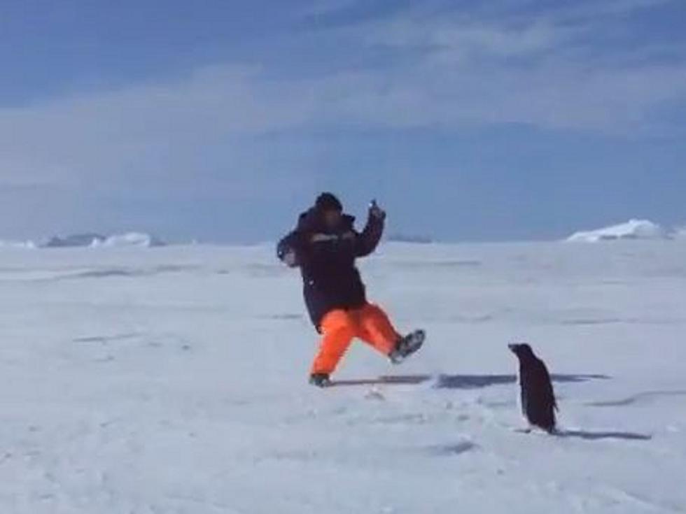 Cutest Attack Penguin Ever? [VIDEO]